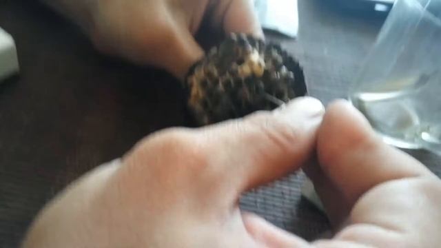 Осиное гнездо смотреть онлайн