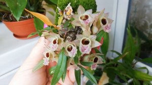 Dendrobium hekouense