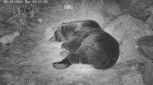 Ночная жизнь в вольере Мансура: Мансур: Онуфрий ? Я не понял - что ты тут делаешь?