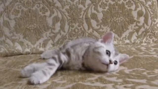 Кошка Fine Fold's Browallia (Видео 2) смотреть онлайн