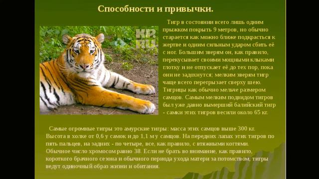 Амурский тигр смотреть онлайн