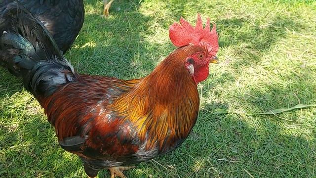 Идём с котиком собирать яйца в курятник утром. смотреть онлайн