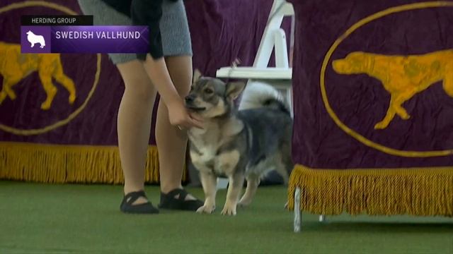 Swedish Vallhunds | Breed Judging 2023