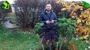 ВОТ КАКОЙ НАВОЗ ЛУЧШЕ? С таким навозом весь урожай будет большим, полезным и вкусным! Не ошибитесь!