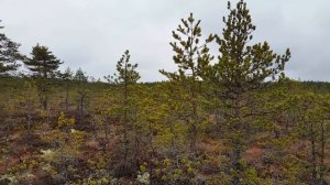 Estonia sightseeing - Viru bog at Lahemaa national park