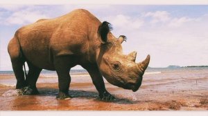 Кто такие Носороги?Интересные и Малоизвестные факты о носорогах!AnyWild