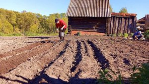 Посадка картошки мотоблоком Хапер!