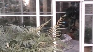 ЯНАО.Новозополярье, КСК.?ЗИМНИЙ САД.?