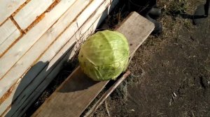 Капуста ринда. Cabbage Rinda