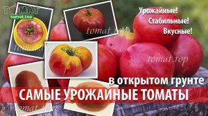 Самые урожайные сорта томатов в открытом грунте со стабильным результатом! Эти сорта не подведут!