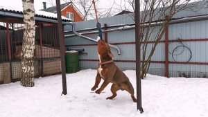 Староанглийский бульдог. Любимая игра