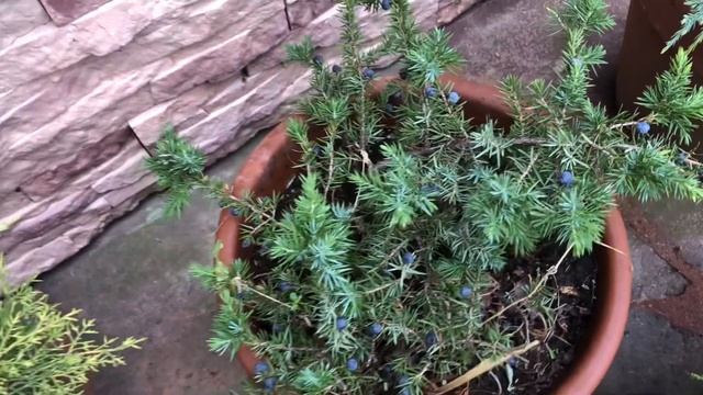 Выращивание можжевельников в горшках. смотреть онлайн