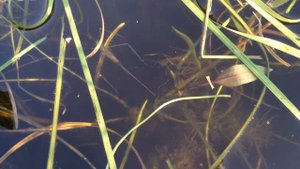 Ранатра (водяной палочник)  Ranatra linearis