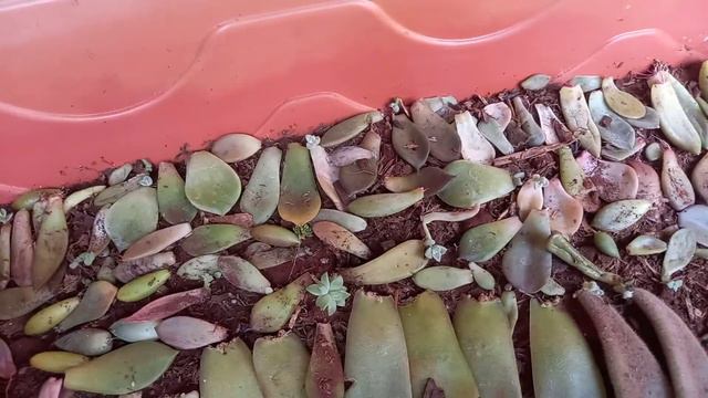 Como crescer a coleção de suculentas смотреть онлайн