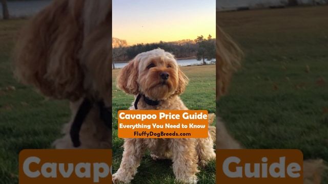 Cavapoo Price Guide: Everything You Need to Know