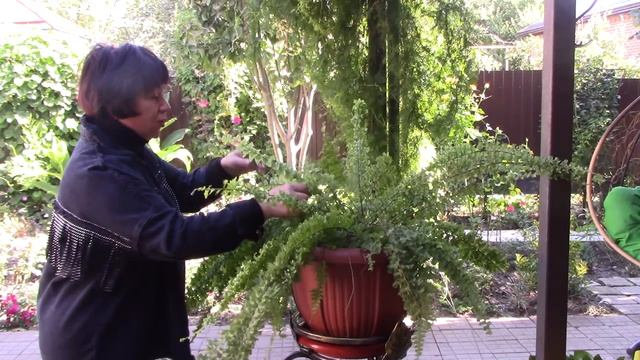 Заносим крупные комнатные растения .mp4 смотреть онлайн