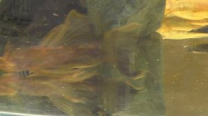 Анциструсы (Ancistrus cf. cirrhosus) Разнообразие морф.