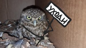 Дела у жёваных коростеля и перьев Кутуши, поиск пропавшей сплюшки. Заполошная кошка Морошка