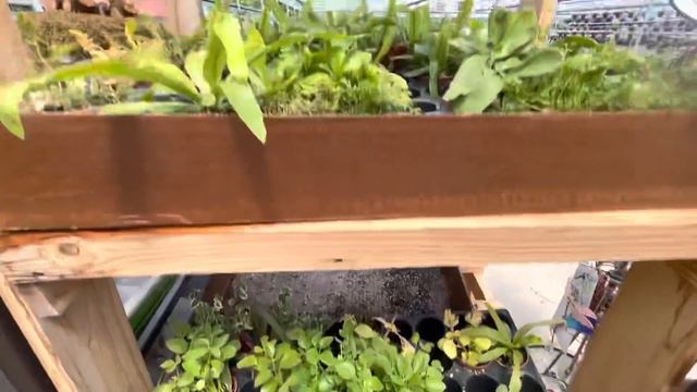 Cherry Valley Gardens: Begonias, Euphorbia, Vegetables, Clematis, Spending my Gift Card & Mini Tour смотреть онлайн