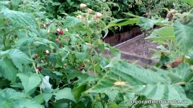 Показываю сколько нужно кустов ремонтантной малины 