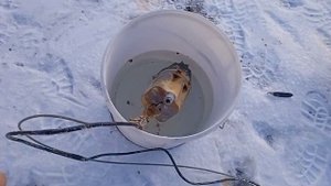 ЧТО СТАЛО С УТЕПЛЕНИЕМ СКВАЖИНЫ В МОРОЗ/УТЕПЛЕНИЕ ГРЕЮЩИМ КАБЕЛЕМ.