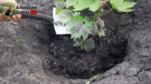 Календарь виноградаря.