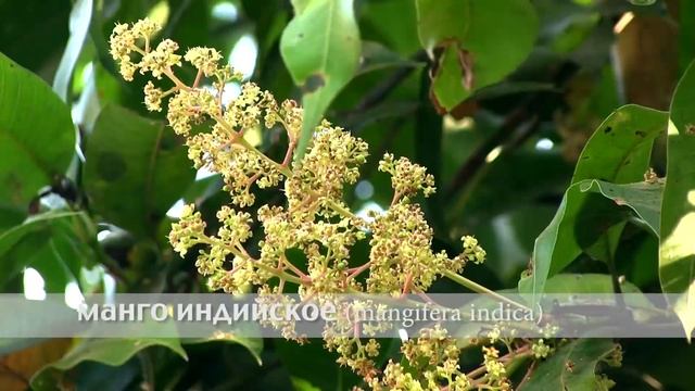 манго индийское смотреть онлайн