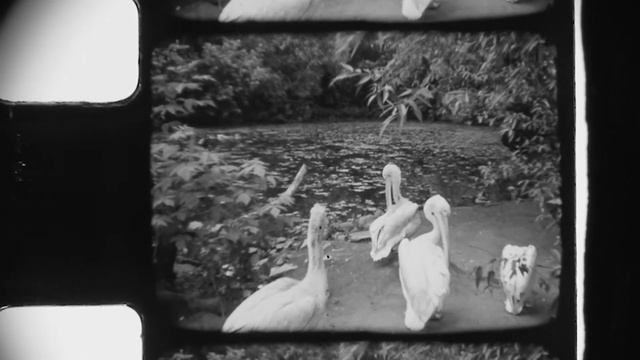 Покадровая оцифровка 8-мм киноплёнки смотреть онлайн