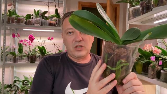 ОРХИДЕИ без ГРУНТА не БОЙСЯ оставлять и орхидеи с цветоносами из точки роста ЖИВУТ долго смотреть онлайн