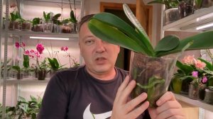 ОРХИДЕИ без ГРУНТА не БОЙСЯ оставлять и орхидеи с цветоносами из точки роста ЖИВУТ долго