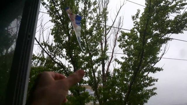 Голубь в клюве принес мусор смотреть онлайн