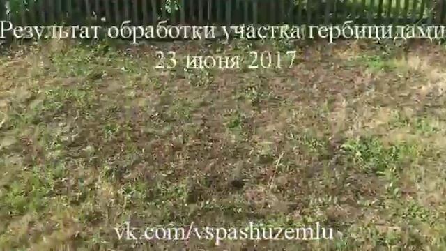 Обработка участка гербицидами (уничтожение сорняков) в Новосибирске смотреть онлайн