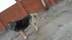 Питомник Кавказских овчарок. РУССКИЙ РИСК ШИКАРНЫЙ, кобель 5 лет. www.r-risk.ru +79262205603 Татьян