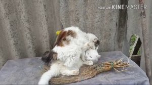 СПАРИВАНИЕ КОТА МОСЯНА И КОШКИ БЕЛКИ