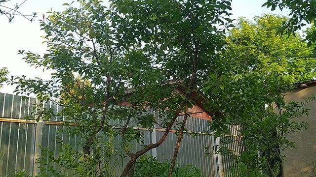 Что делать, если вишня засыхает после цветения. Лечение монилиоза смотреть онлайн