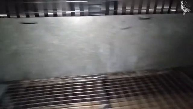 Содержание курей несушек и перепелов в клетке, сделанной своими руками.