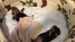 DogVlog: ДЕСЯТЫЙ, ОДИННАДЦАТЫЙ ДЕНЬ ЖИЗНИ ЩЕНКОВ? Йоркширские терьеры