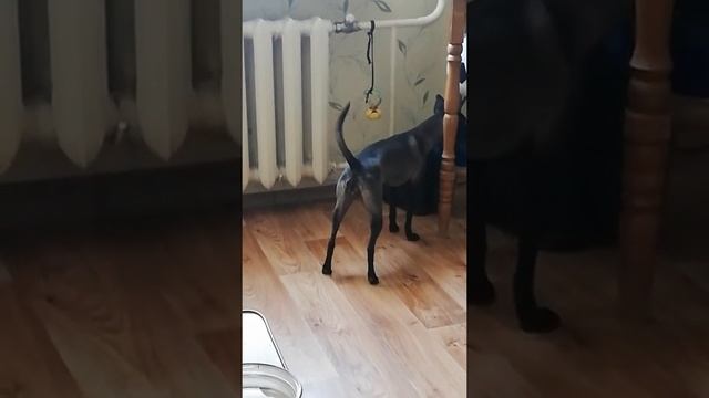 Собака агрессор смотреть онлайн