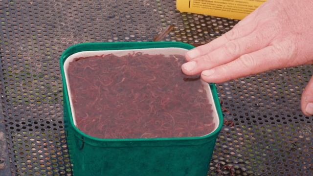 Как промыть мотыля? Секреты рыбалки от Юрия Радугина.