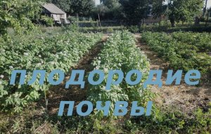 плодородие почвы