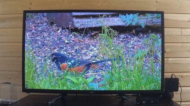 Бюджетная ТВ приставка Eltex NV-720-WB на Amlogic 905X2 смотреть онлайн