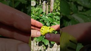Показываю два способа удлинить поливочный шланг с помощью муфт) Наглядно соединяю)