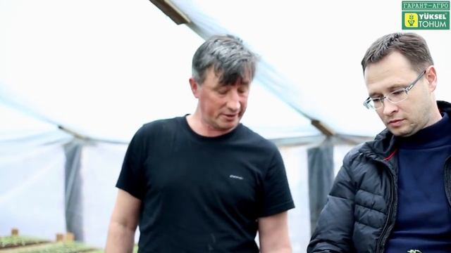 Не гонимся за возрастом рассады томата. Оптимальные сроки посева смотреть онлайн