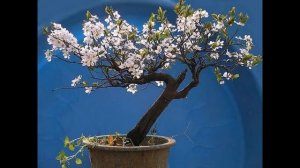 Волшебное искусство бонсай.