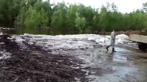 Коровам все равно на дамбу. Нижневартовск. Потоп.