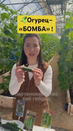 САМЫЙ ВКУСНЫЙ сорт огурцов 🥒