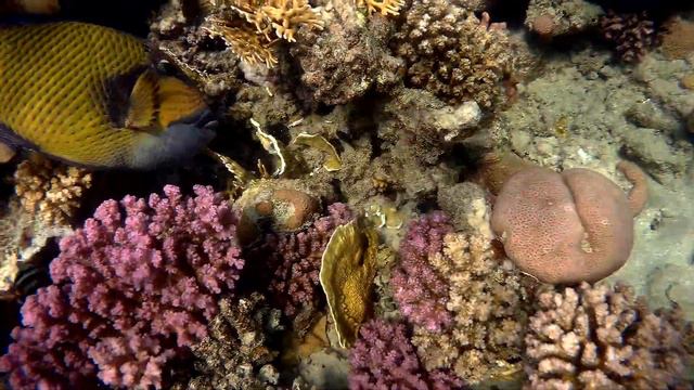 Titan triggerfish nibbles Millepora platyphylla, Титановый спинорог грызет Пластинчатый коралл