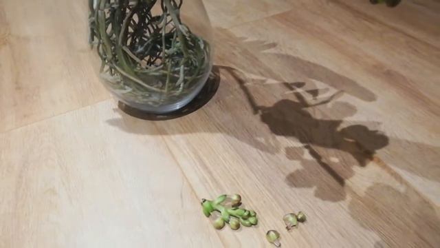 Горе орхомана😭😭😭 Упала ВАНДА😢😢😢 Сломанные цветоносы и цветы смотреть онлайн