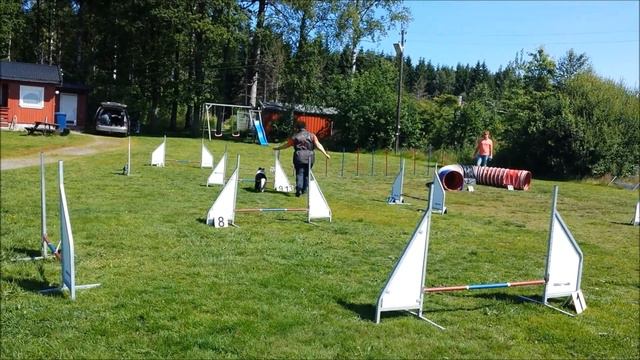 Yatzi agilitykurs смотреть онлайн