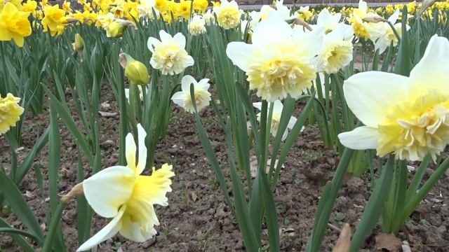Narcissus var. Manly смотреть онлайн